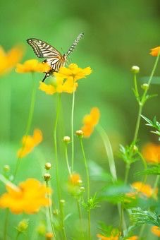 蝶と黄色の花
